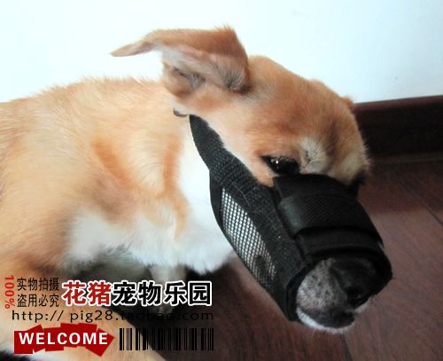 Pet dog grid Mask Dog muzzle Civil air defense Stuff Prevent Medicationin the Pet/Pet food and supplies , Cat/Dog Supplies , Muzzle category - from Buy2taobao.com to provide professional Taobao agent buy service