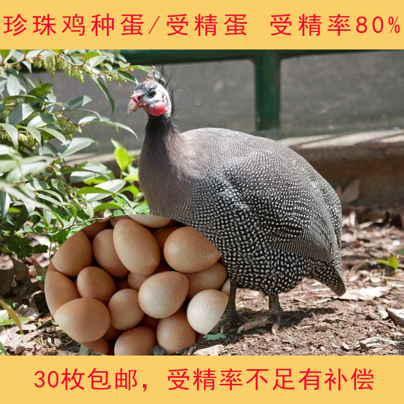 Farm Hit the egg Guinea fowl Seed egg Fertilized eggs Hatch Pearl egg Fertilization rate 30 Goldin the Aquatic meat/Fresh fruits and vegetables/Cooked , Egg/Egg Products , Fresh eggs , Eggs category - from Buy2taobao.com to provide professional Taobao agent buy service