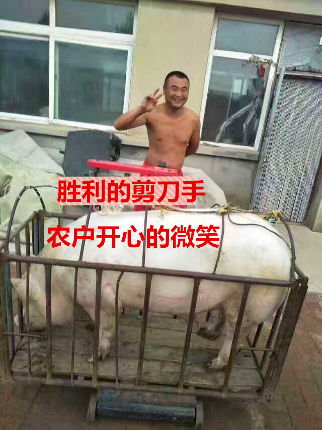 东北新鲜土猪肉农家现杀纯天然真空包装顺丰包邮食用农产品排骨在类目 水产肉类/新鲜蔬果/熟食, 生肉/肉制品, 猪肉类, 生猪肉中 - 来自Buy2taobao.com提供专业的淘宝代购服务