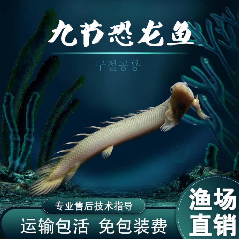 热卖热带鱼九节恐龙鱼淡水鱼观赏鱼宠物水族活体包活古代鱼中型鱼|msdalam kategori haiwan peliharaan/makanan haiwan dan bekalan, Aquarium World, ikan - dari Buy2taobao.com untuk memberikan perkhidmatan ejen Taobao profesional membeli