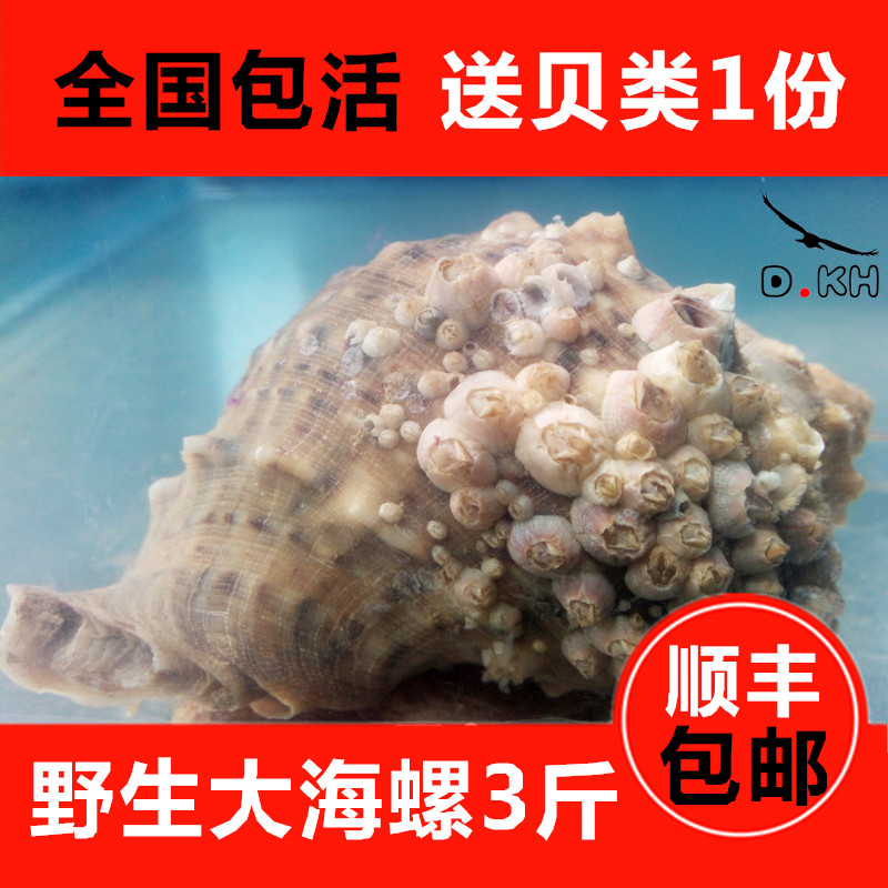 5斤包郵海鮮活鮮大海螺 壹斤3-4頭 連雲港特産海鮮水産鮮活250g在類目 水產肉類/新鮮蔬果/熟食, 海鮮/水產品/製品, 貝類, 貝類製品中 - 來自Buy2taobao.com提供專業的淘寶代購服務