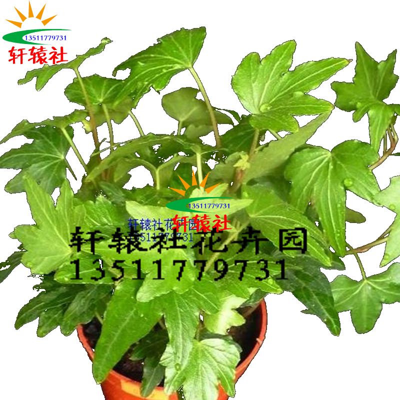 Potted plant Four seasons Evergreen Flowering plants Ivy Ivy Ivy Chlorophytum indoor Hydroponics Green plant Methanolin the Flower delivery/Flowers simulation/Plants gardening , Flowers/Potted plants (New) , Plants category - from Buy2taobao.com to provide professional Taobao agent buy service