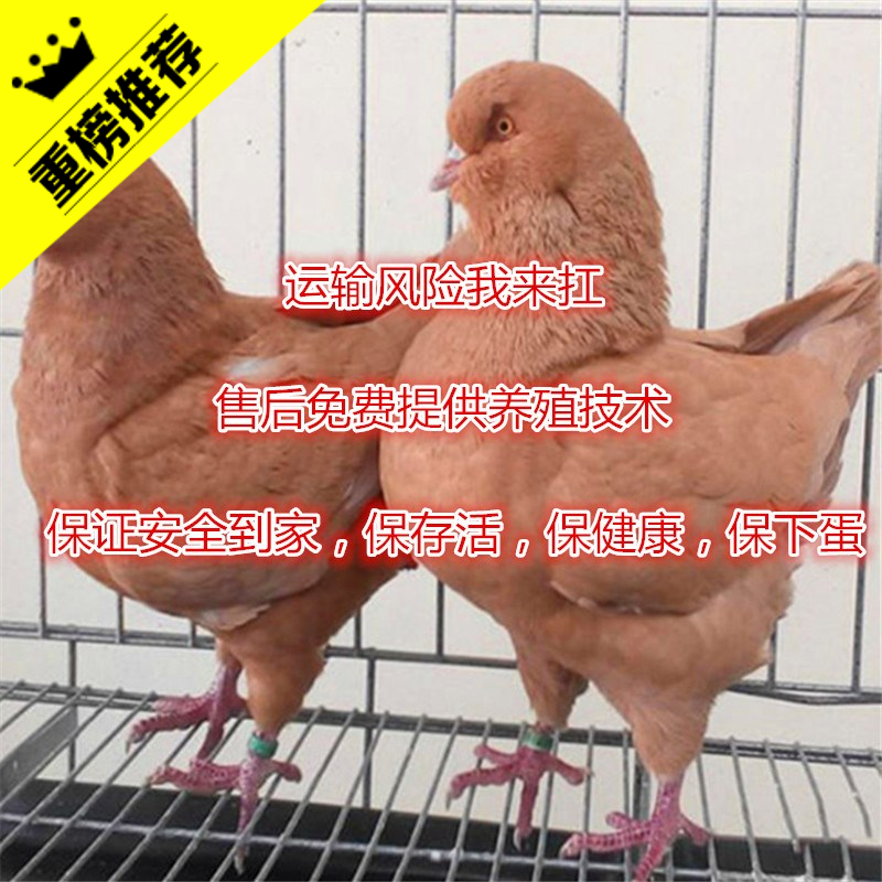 活体元宝鸽子一对观赏鸽 公斤 种鸽 卡奴鸽 肉鸽特大二斤左右包邮在类目 办公设备/耗材/相关服务, 包装设备/标牌及耗材, 包裹袋/编织袋中 - 来自Buy2taobao.com提供专业的淘宝代购服务