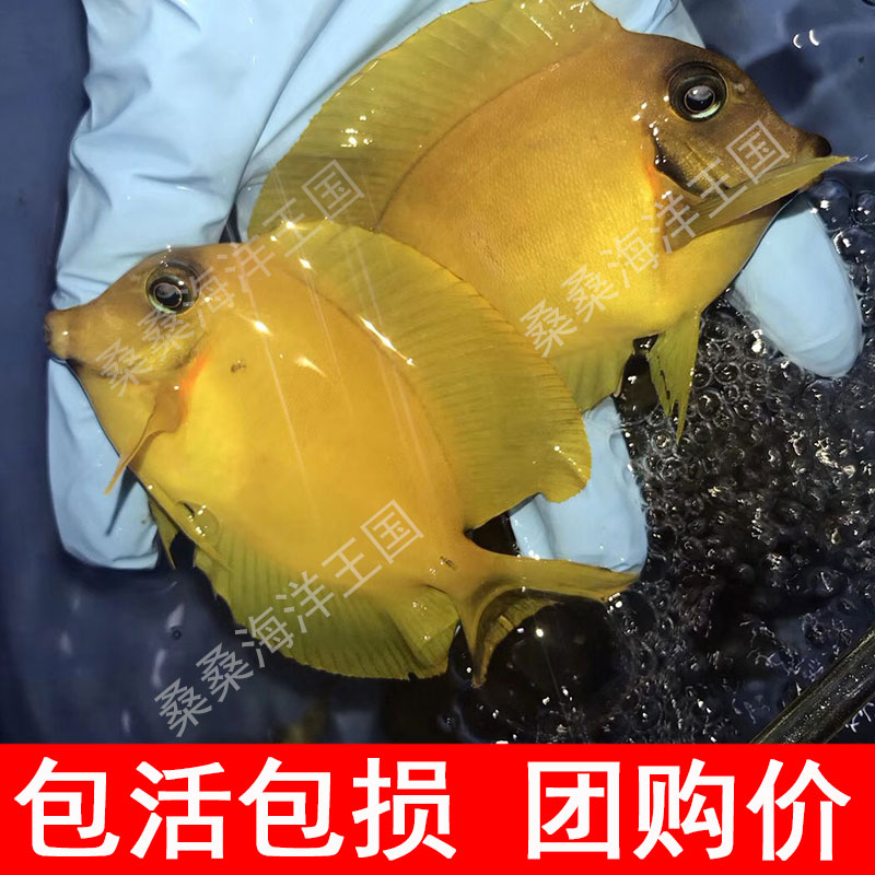 黄吊 黄三角倒吊海水 黄金吊 活体吊类开口尼莫多莉吃藻小丑鱼|ruв категории животное/Животное питание и принадлежностей, аквариум мира, рыба - от Buy2taobao.com для оказания профессиональной услуги покупки агента Taobao