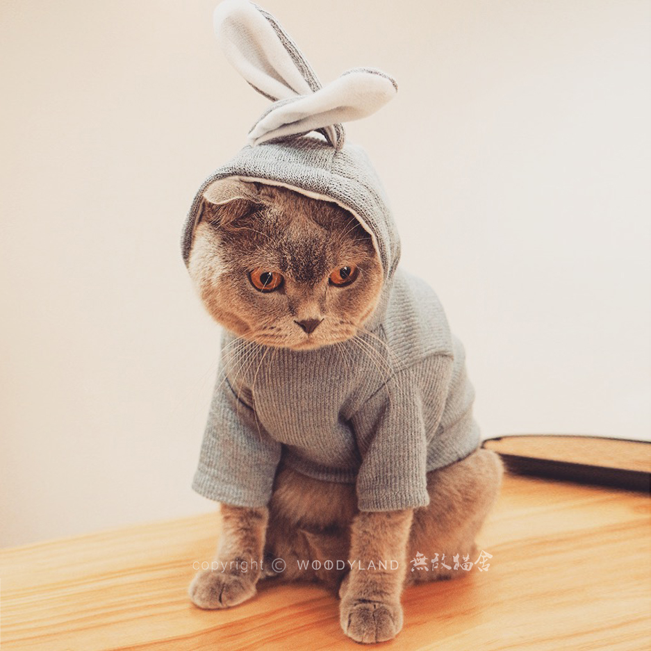 woody|兔耳卫衣猫狗猫咪衣服宠物衣服秋冬春装夏装薄款兔兔装包邮在类目 宠物/宠物食品及用品, 宠物服饰及配件, 宠物服装/雨衣中 - 来自Buy2taobao.com提供专业的淘宝代购服务