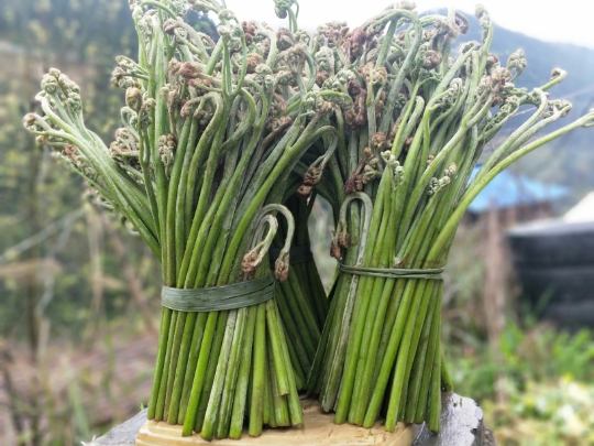 蕨菜新鲜野生贵州甜蕨菜龙爪菜猫爪菜纯天然鲜蕨菜现摘发货5斤装在类目 水产肉类/新鲜蔬果/熟食, 新鲜蔬菜/蔬菜制品, 新鲜蔬菜, 其它中 - 来自Buy2taobao.com提供专业的淘宝代购服务