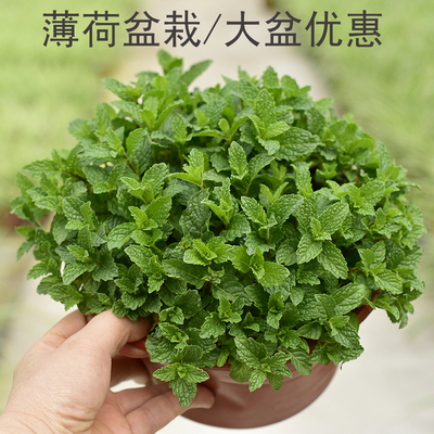 薄荷盆栽 窗台阳台庭院绿植花卉盆栽  可食用  驱蚊植物