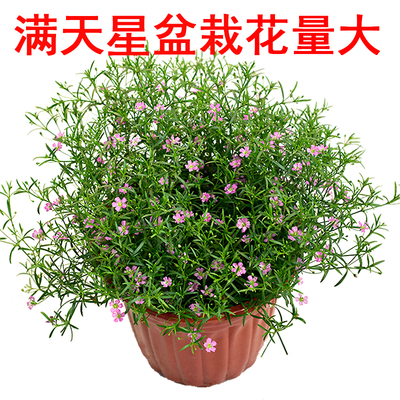 吉普赛满天星盆栽绿植花卉多年生草本庭院阳台丰花垂吊景观植物