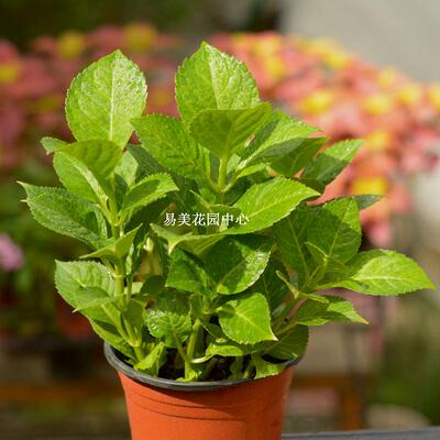 大花绣球八仙花 盆栽地栽花苗花卉绿植 庭院阳台开花植物 无尽夏