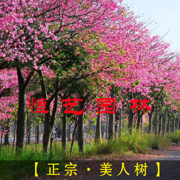 绿化苗木 美丽异木棉树苗 美人树苗 酒瓶木棉树苗 别墅庭院花卉在类目 鲜花速递/花卉仿真/绿植园艺, 花园植物/行道树/果树, 行道树/乔木中 - 来自Buy2taobao.com提供专业的淘宝代购服务