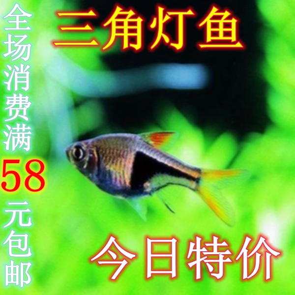 热带鱼三角灯鱼宝莲红绿灯淡水小型鱼灯科活体观赏鱼孔雀群游包邮在类目 宠物/宠物食品及用品, 水族世界, 鱼中 - 来自Buy2taobao.com提供专业的淘宝代购服务