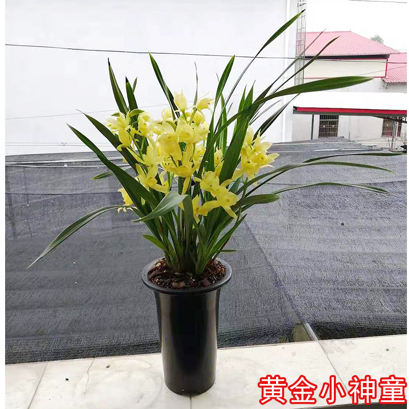 黄金小神童兰花苗未带花苞大花蕙兰室内盆栽花浓香年宵花卉春|msdalam kategori penghantaran bunga/bunga simulasi/tumbuhan berkebun, bunga/Tumbuh-tumbuhan tumbuh-tumbuhan pasu (baru), bunga - dari Buy2taobao.com untuk memberikan perkhidmatan ejen Taobao profesional membeli