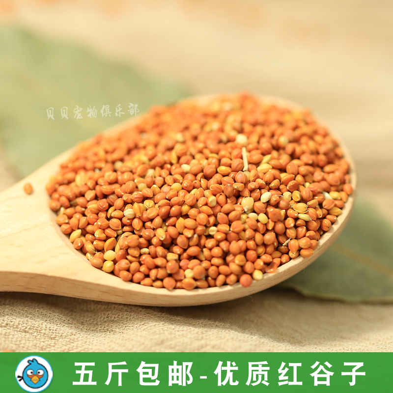5斤包邮优质带壳红谷子 增亮毛色饱满鸟食鸟粮虎皮鹦鹉珍珠250g在类目 宠物/宠物食品及用品, 鸟类及用品, 鸟食中 - 来自Buy2taobao.com提供专业的淘宝代购服务