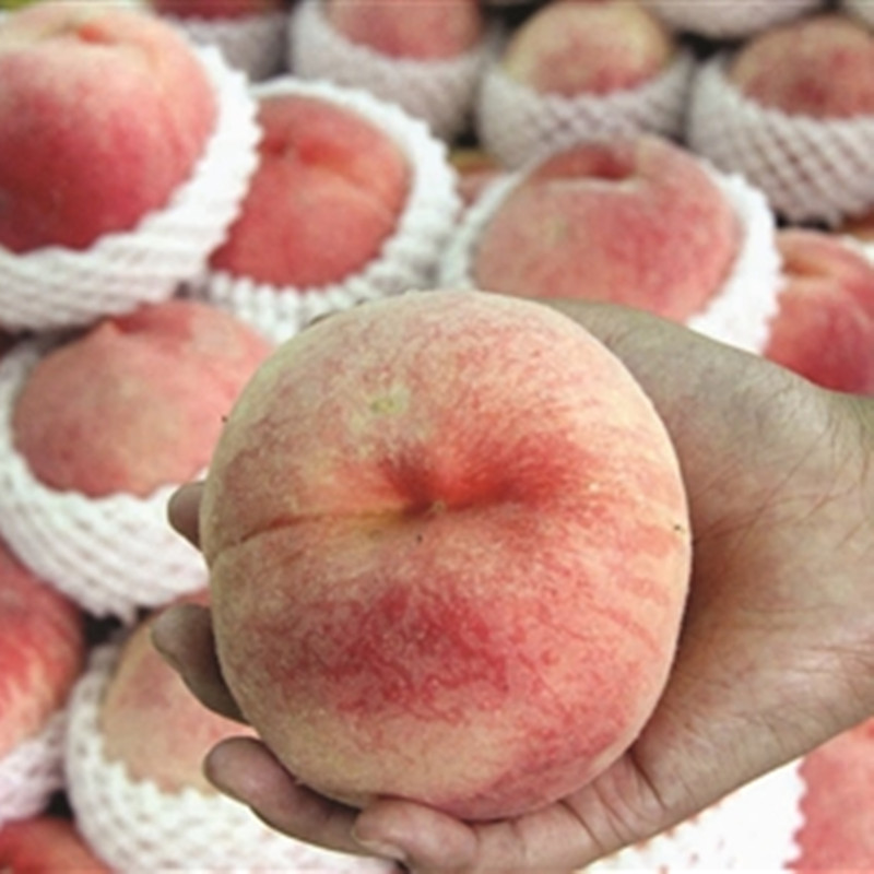 goods in stock Beijing honey peach fruit fresh Okubo honey peach Wild peach Juicy honey peach 6 Shunfengin the Aquatic meat/Fresh fruits and vegetables/Cooked , Fresh fruit , Peach category - from Buy2taobao.com to provide professional Taobao agent buy service