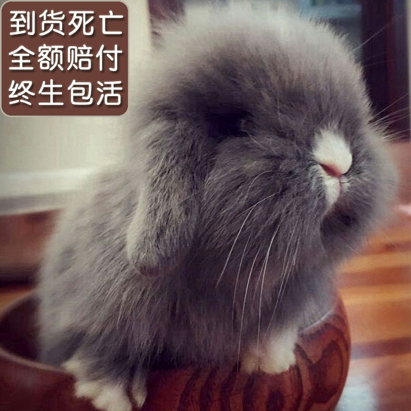 宠物兔子荷兰垂耳兔活体迷你侏儒兔狮子兔长毛盖脸猫猫小白兔宝宝在类目 宠物/宠物食品及用品, 兔类及其用品, 兔中 - 来自Buy2taobao.com提供专业的淘宝代购服务