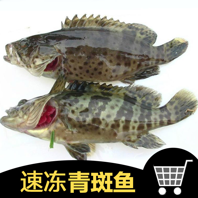 速冻青斑鱼鲜嫩可口石斑鱼海鲜鲜活冷冻新鲜鱼水产生冻海鲜|msdalam kategori daging perikanan/Buah-buahan segar dan sayur-sayuran/dimasak, makanan laut/produk akuatik/produk, ikan air tawar - dari Buy2taobao.com untuk memberikan perkhidmatan ejen Taobao profesional membeli