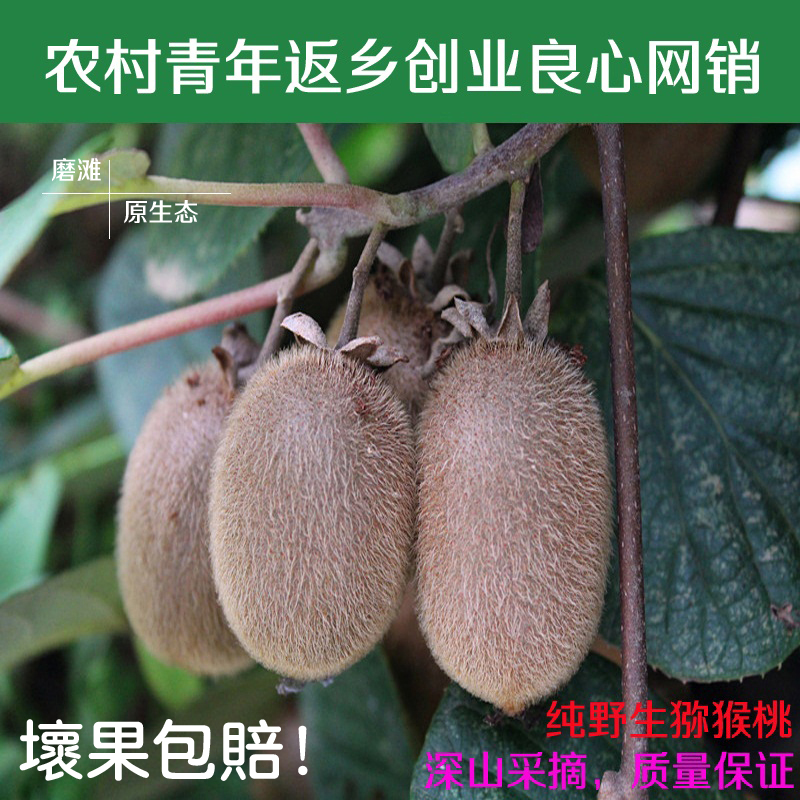 磨滩原生态纯野生猕猴桃 深山猕猴桃 外皮深毛9月发货一份5斤包邮在类目 水产肉类/新鲜蔬果/熟食, 新鲜水果, 奇异果/猕猴桃中 - 来自Buy2taobao.com提供专业的淘宝代购服务