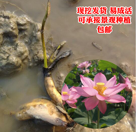 【5株】莲藕种苗大型观赏荷花种子盆栽莲花池塘水白莲子藕苗包邮|ruв категории доставка цветов/цветок моделирования/растения садоводства, цветок/растения в горшках (новый), цветок - от Buy2taobao.com для оказания профессиональной услуги покупки агента Taobao