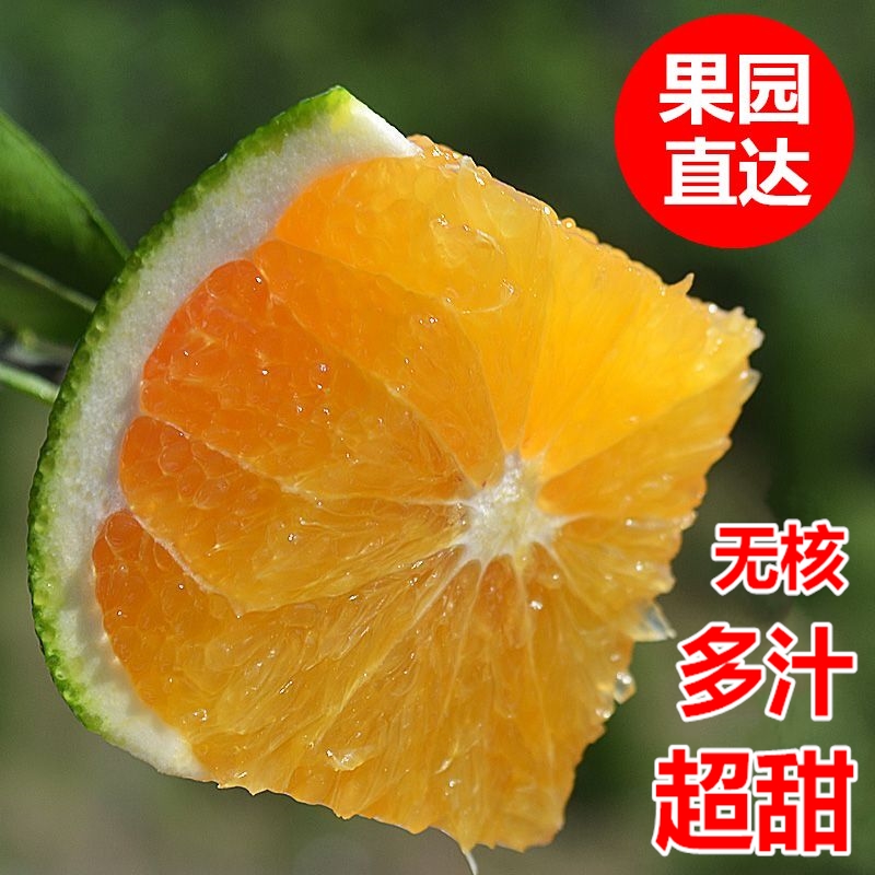 秭归脐橙伦晚脐橙新鲜水果橙子九月红pk赣南脐橙冰糖现货摘10斤包在类目 水产肉类/新鲜蔬果/熟食, 新鲜水果, 橙中 - 来自Buy2taobao.com提供专业的淘宝代购服务