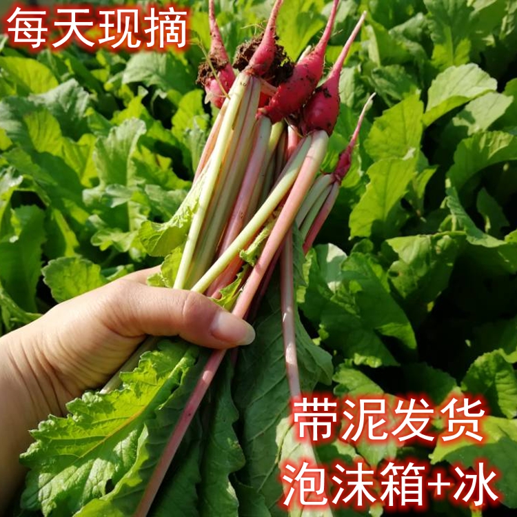 湖北新鲜蔬菜农家萝卜菜叶子小红萝卜梗缨子萝卜杆苗黄菜3斤包邮在类目 水产肉类/新鲜蔬果/熟食, 新鲜蔬菜/蔬菜制品, 新鲜蔬菜, 其它中 - 来自Buy2taobao.com提供专业的淘宝代购服务