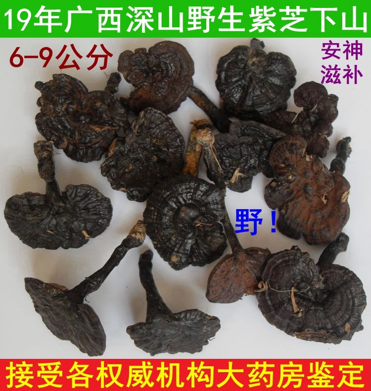热卖广西深山野生灵芝 紫灵芝 紫芝 安神滋补泡茶煲汤6-9CM250克在类目 传统滋补营养品, 灵芝, 整枝灵芝中 - 来自Buy2taobao.com提供专业的淘宝代购服务