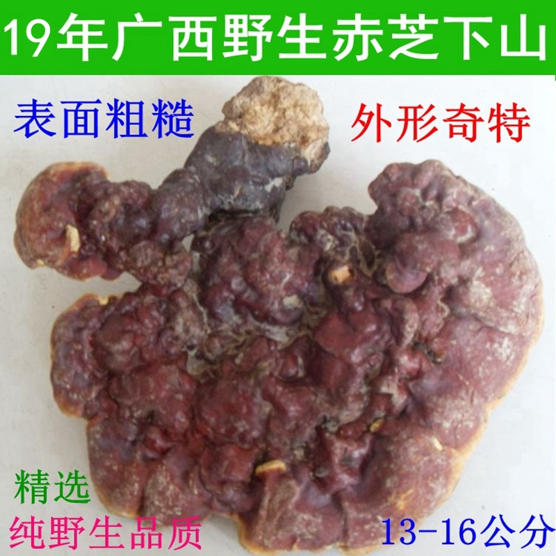 热卖镇店之宝广西深山大朵野生灵芝 整枝赤灵芝安神滋补泡茶250克在类目 传统滋补营养品, 灵芝, 整枝灵芝中 - 来自Buy2taobao.com提供专业的淘宝代购服务