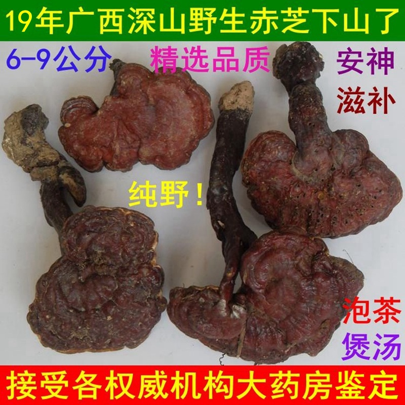 19年广西深山纯正野生灵芝 赤灵芝 红灵芝 安神滋补泡茶煲汤250克在类目 传统滋补营养品, 灵芝, 整枝灵芝中 - 来自Buy2taobao.com提供专业的淘宝代购服务
