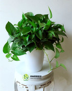 水培绿萝 懒人绿植盆栽 自动吸水盆栽 净化空气绿色植物 含盆整套