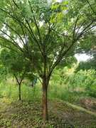 鸡爪槭树青枫羽毛枫各种规格绿化工程，苗木庭院绿化植物