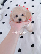 纯种茶杯泰迪贵宾幼犬活体迷你型袖珍卷毛超级宠物狗香槟棕色泰迪