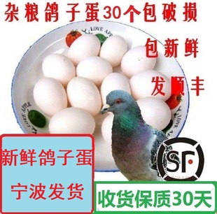 新鲜鸽子蛋30枚白鸽蛋土鸽蛋农家散养杂粮喂养鸽子蛋宁波