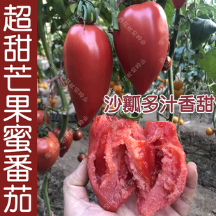 超甜芒果蜜番茄种子春秋季播水果蔬菜籽盆栽，苗果沙瓤老西红柿孑