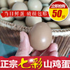 正宗七彩山鸡蛋50枚新鲜  现捡现发 孕妇宝宝辅食散养土鸡蛋