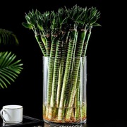 好货富贵竹透明圆柱直筒玻璃花瓶水培花器 水养家用摆件