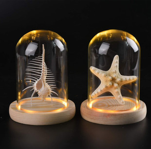 海螺贝壳标本家居创意海洋生物科普摆件LED玻璃防尘罩天然