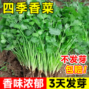 四季香菜籽种苗秋冬香菜盆栽，大小叶芫荽种子，阳台老品种香草菜种籽