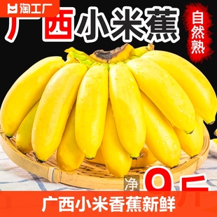 广西小米蕉当季新鲜水果，9斤整箱自然熟banana苹果5粉香蕉自提