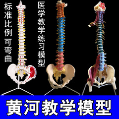 人体脊柱模型颈椎腰椎人体骨骼模型骨架1 1成人正骨练习脊椎模型