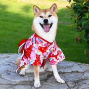 纯棉宠物狗狗日式和风国风柯基柴犬和服结婚礼喜庆婚纱拍照衣服