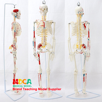 美术艺用医学标准人体骨骼模型，脊椎骨架神经肌肉起止骨科教学用具