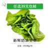 花味鲜新鲜奶油生菜波斯顿生菜500g生吃蔬菜沙拉食材西餐酒店