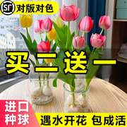 郁金香种球植物花卉盆栽室内百合鲜花四季开花绿植水仙土培水养苗