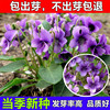 紫花地丁可做彩色草坪，紫花地丁草种苗紫花地丁草种子，犁头草鸡口舌
