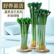 水培龙竹植物富贵竹转运竹室内客厅绿植盆栽开运竹弯竹文昌节节高