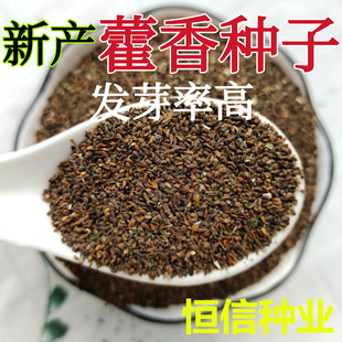 藿香种子 药材种子新产藿香种籽可食用解暑霍香正气香草种子