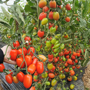 千禧樱桃番茄种子圣女果水果小西红柿种孑农家春季四季种植蔬菜籽
