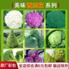 有机蔬菜种子绿霸王西兰花种孑花青花椰菜种子紫甘蓝包菜花菜籽