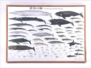 现代简约世界鲸鱼海豚鲨鱼图谱客厅，房间卧室挂画壁画无框画装饰画
