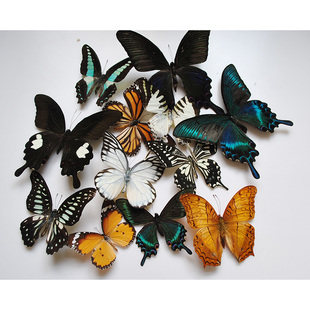 真蝴蝶标本幼儿园教学教具，已展翅品种，可自选diy制作拍摄道具