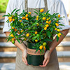 金桔树盆栽可食用阳台，好养植物观果年桔绿植果苗果树桔子带果金橘